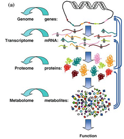 metabolomics proteomics genomics omic transcriptomics introduction metabolome metabonomics omics metabolites metabolism epigenomics biology phenomics proteome research diet human hierarchy schaechter